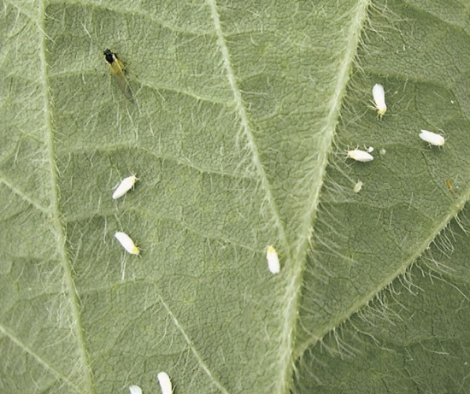 whiteflies are little white bugs that look like lint