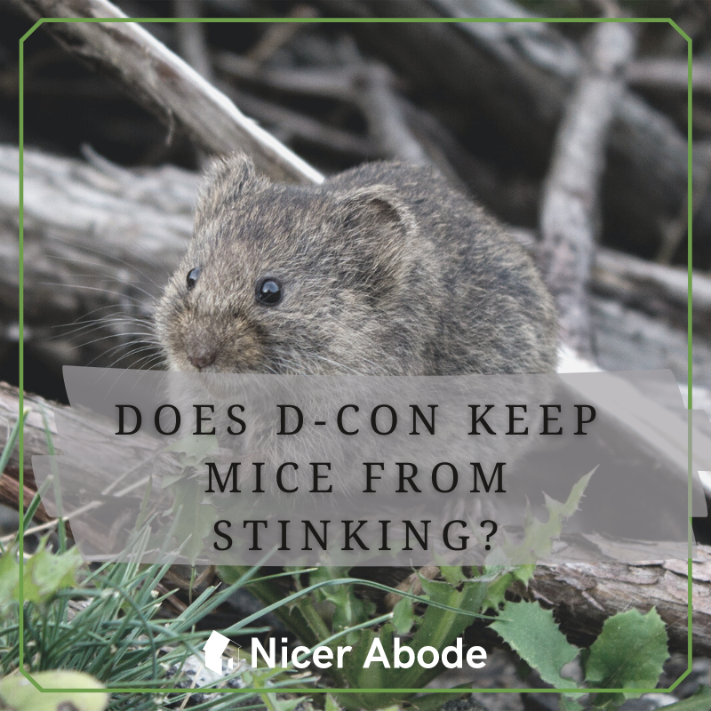 Yes, d-con prevents mice from stinking after they die. However, even though rodents do not leave an odor behind, they die in nooks and crannies of your house, so you would have to search them out and dispose of them before mice start rotting.