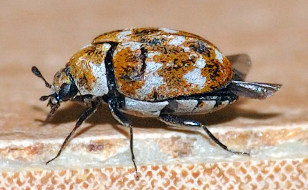 carpet beetles adult