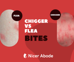 chigger bites vs flea bites
