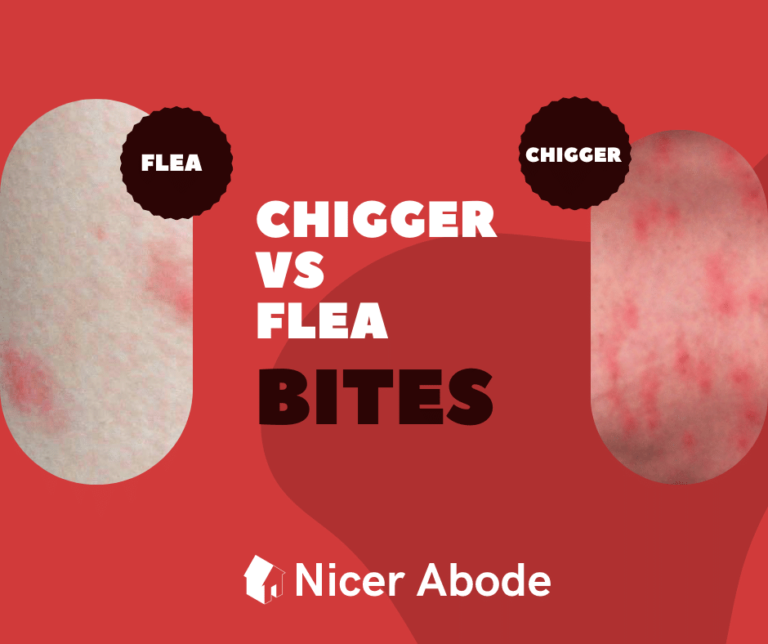 chigger bites vs flea bites